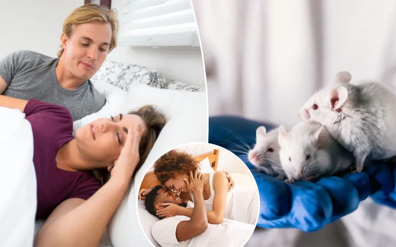 Low sex drive? This diet boosted libido in mice so much that elderly ones had more kids