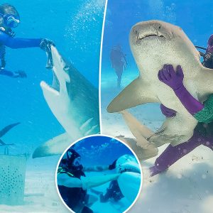 ‘Shark Week’ and ‘Sharkfest’ execs reveal how sharks took over summer TV – and if there’s a rivalry