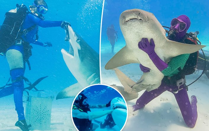 ‘Shark Week’ and ‘Sharkfest’ execs reveal how sharks took over summer TV – and if there’s a rivalry