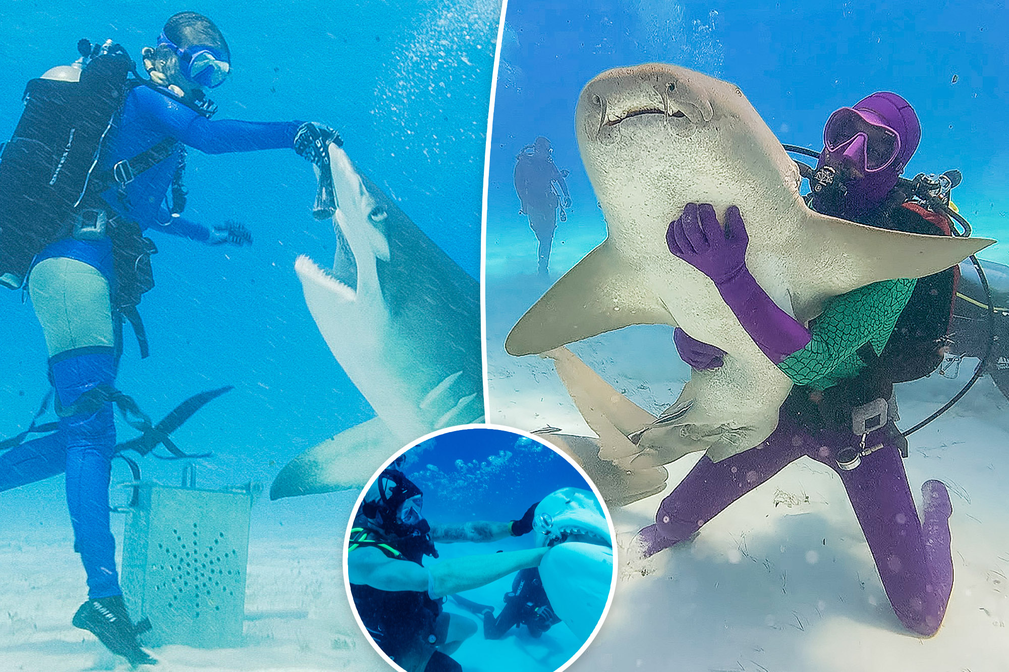 ‘Shark Week’ and ‘Sharkfest’ execs reveal how sharks took over summer TV – and if there’s a rivalry